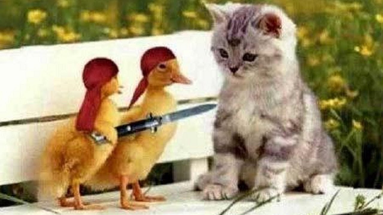 Tik Tok Cats Funny & Cute Cats Video Compilation #37 