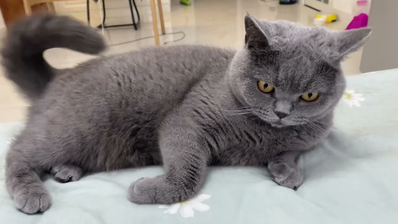 有两个主子在，就别想睡赖觉