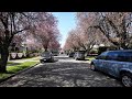 West 22nd Avenue Walk - Vancouver Spring Blossoms (4K UHD)