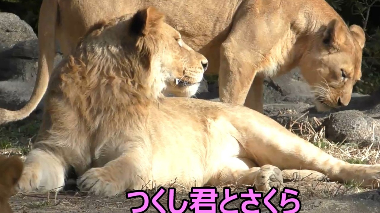 三つ子の中でつくし君は体が一段と大きい！！！とべ動物園にて