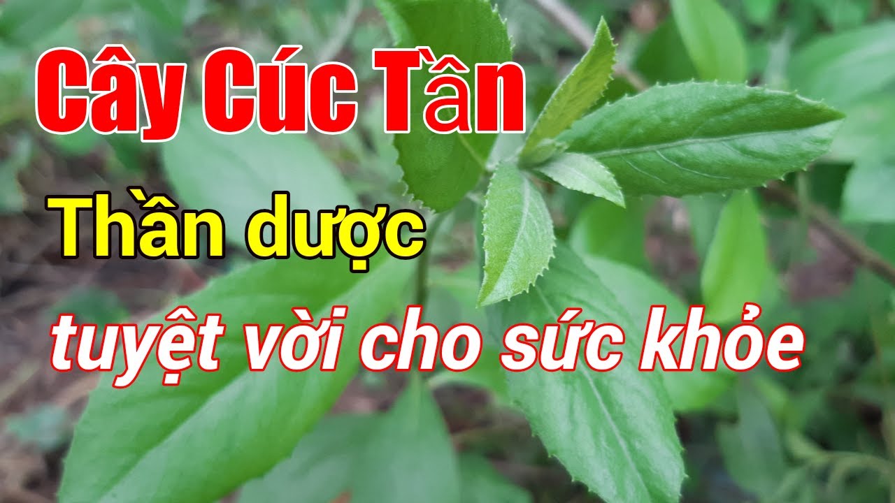 Công dụng thần kỳ của cây Cúc Tần|lá Cúc Tần| Hằng Lê... - youtube