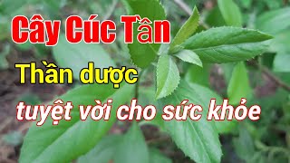 Công dụng thần kỳ của cây Cúc Tần|lá Cúc Tần| Hằng Lê HG85