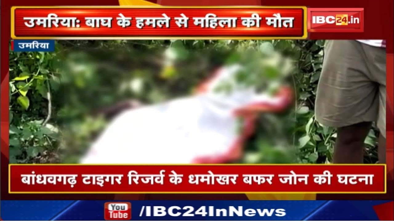 Umaria News MP : लकड़ी तोड़ने गई महिला पर बाघ ने किया हमला | Tiger के हमले से महिला की मौत