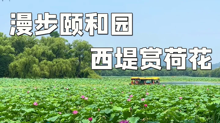 皇家園林避暑之地～頤和園，西堤開滿了荷花，真的太美了【行走世界的北京老劉】 - 天天要聞