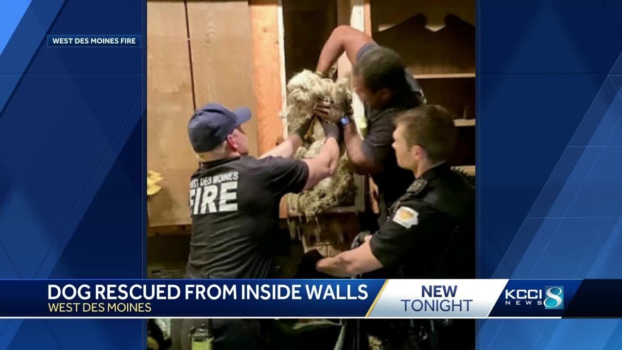 Dog rescued from inside the wall of a West Des Moines home - YouTube