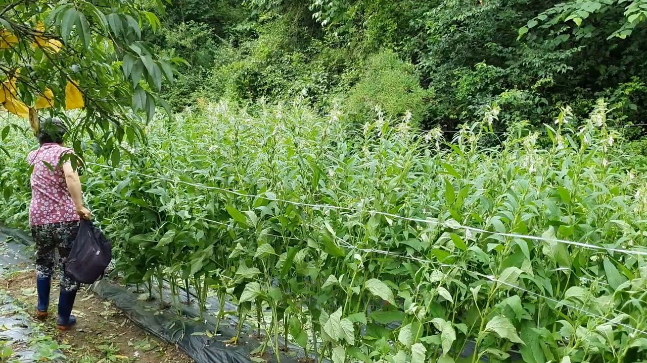 Дождливый день, садоводство, блюдо из капусты и миска кхальгуксу (Жизнь в корейской деревне)