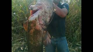 Ödemiş Gölcük Yayın Ve Sazan Avcıları