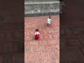 Subi Hugs Milk Bottle Running Subi Hugs Milk Bottle Running
