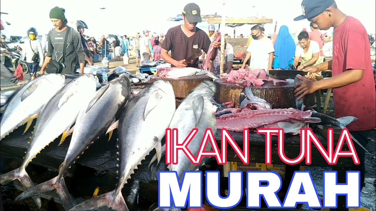 Pasar Ikan Tradisiona Papua|IKAN TUNA MURAH BANGAT