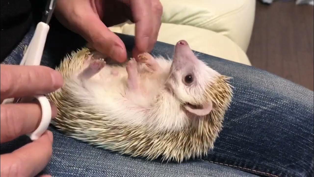 Hedgehog nail clipping time YouTube