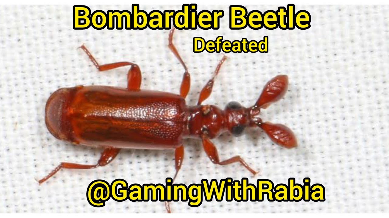 Pocket Ants Bombardier Beetle Defeated Gameplay YouTube