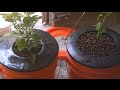 Homemade Hydroponic system, self contained with lights. update