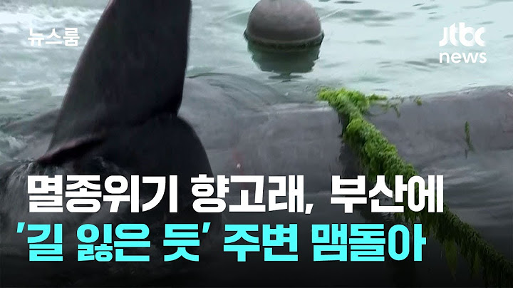 멸종위기 향고래, 부산 앞바다에...'길 잃은 듯' 항구 주변 맴돌아 / JTBC 뉴스룸
