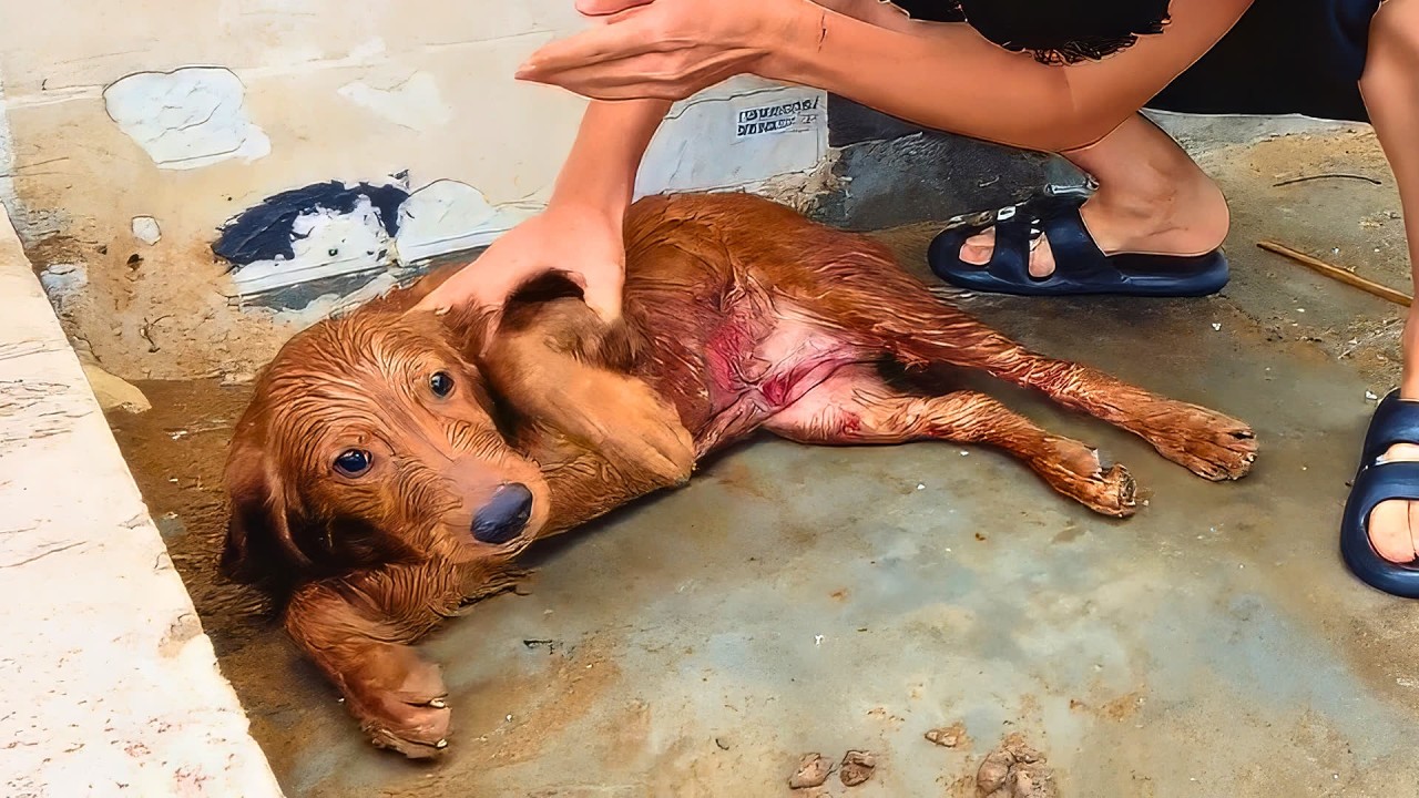 I Rescued a Stray Dog Hit by a Car—Then It Actually Knelt to Thank Me ...