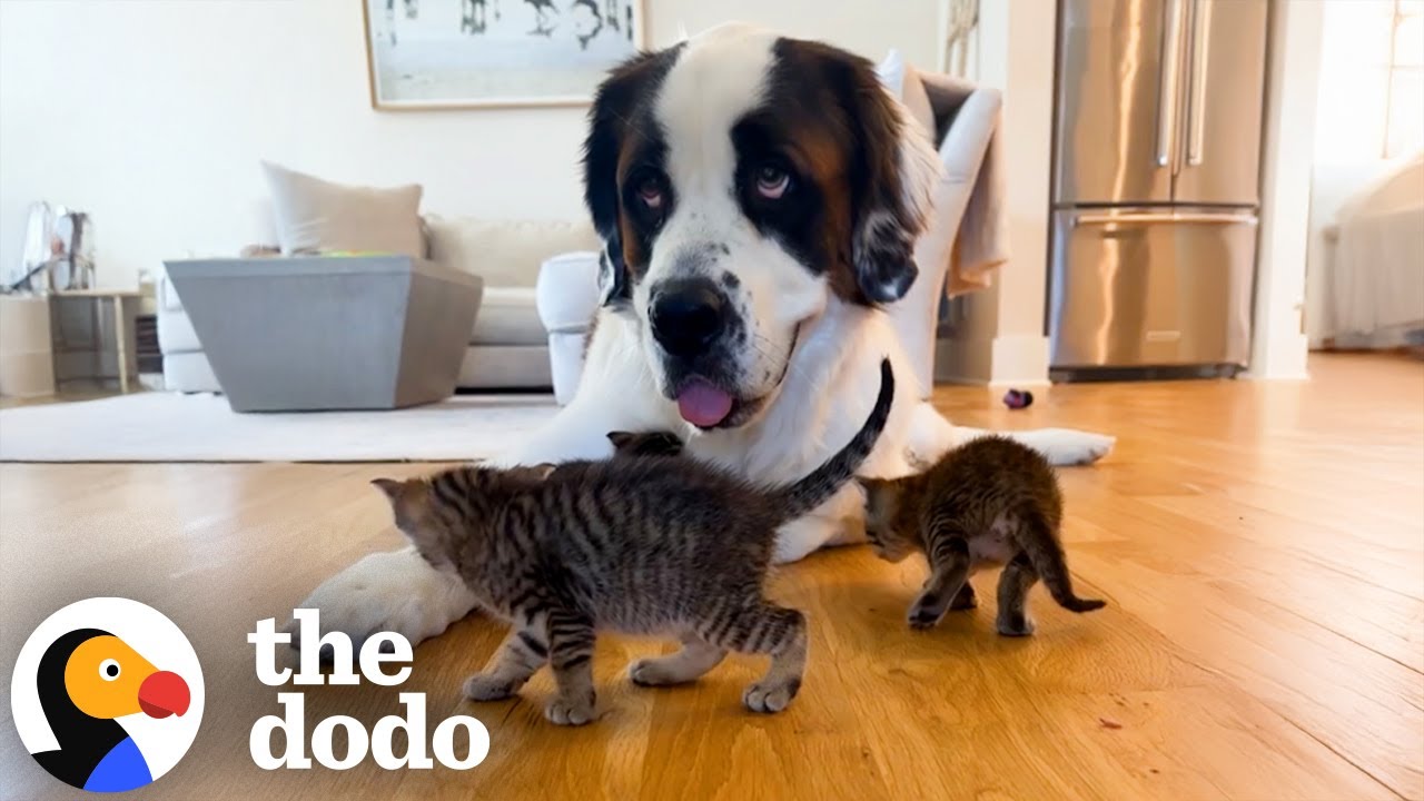 St. Bernard Gets SO EXCITED To Check On Her Kittens | The Dodo
