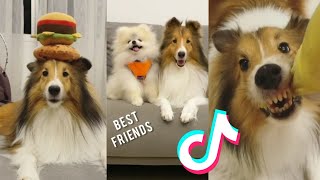 Cute and Funny Sheltie dogs tiktok Compilation video | Dog's Universe