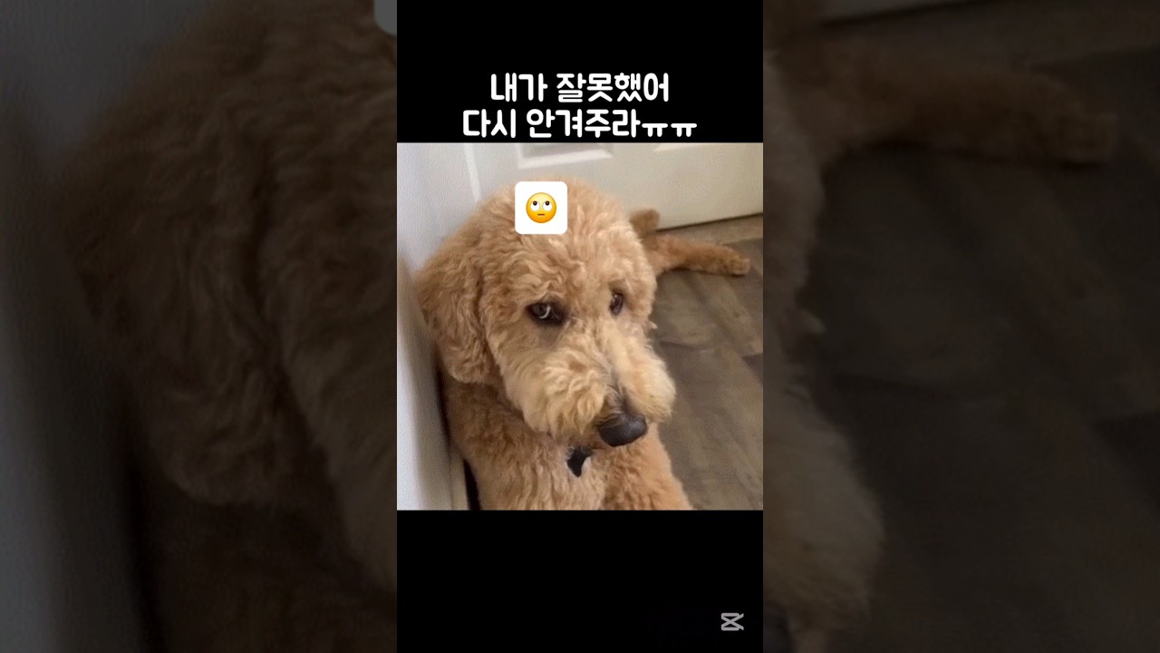 모든 집사들 다 공감할 듯ㅋㅋ 꼼짝도 안 하고 가만히 있어야 함🧊 #반려견 #반려묘 #집사 #funnyanimals #dog