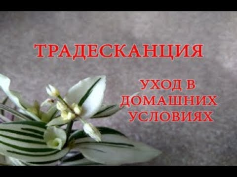 Традесканция уход в домашних условиях, комнатные цветы