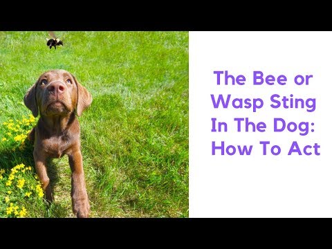 The Bee or Wasp Sting In The Dog: How To Act