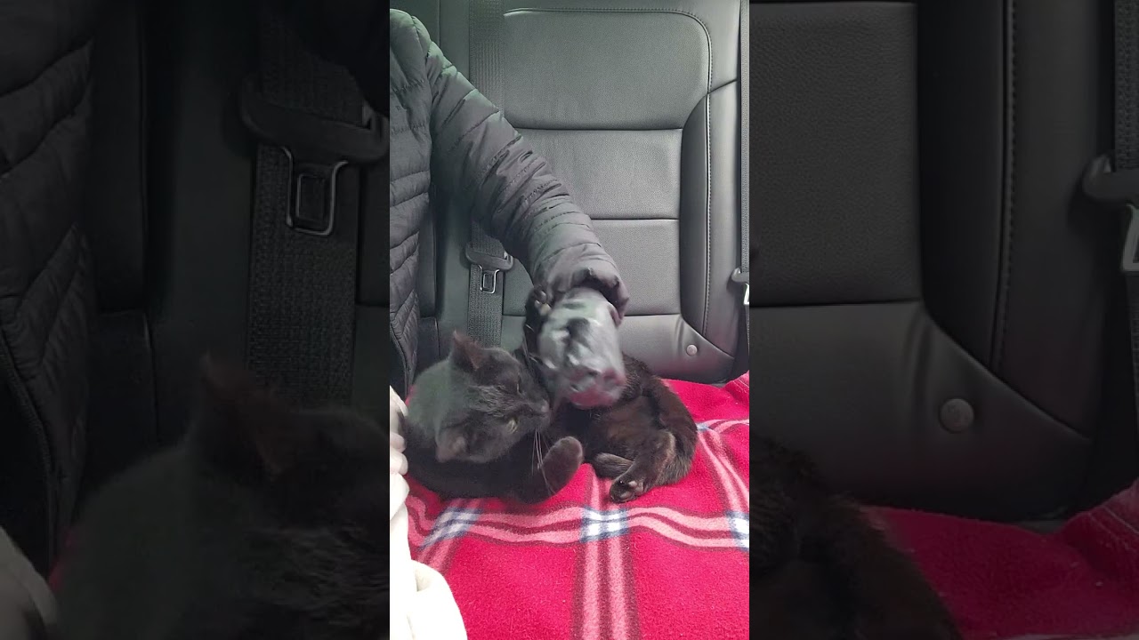 길바닥보다 차바닥이 더 좋은 길냥이