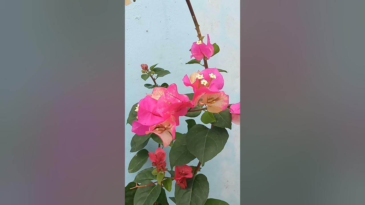 Today's Bloom: Chitra India Bougainvillea - YouTube