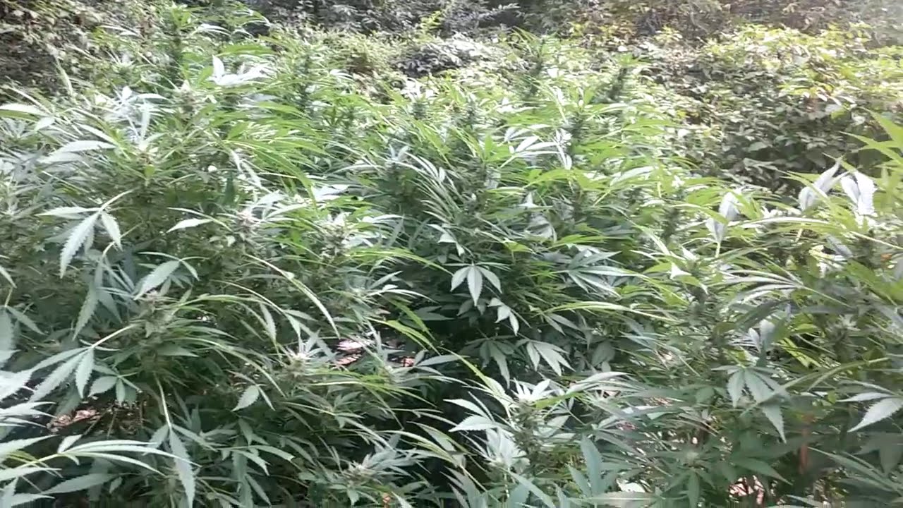 Outdoor grow 2020 - happy 420 this vid