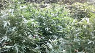 Outdoor grow 2020 - happy 420 this vid