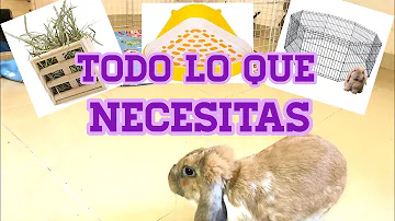 ¿Cuánta atención necesita un conejo de compañía?