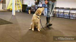 How to start a puppy on the e collar