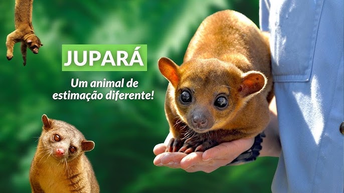 Macaco sagui de estimação: conheça o animal silvestre e os