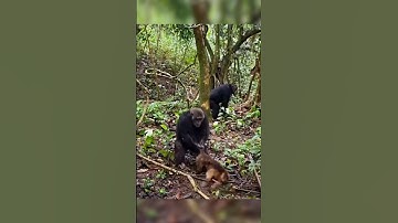 Chimpanzi killed monkey #shorts