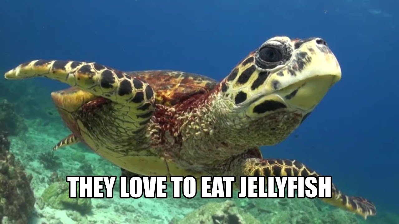 Fun facts about sea turtles - YouTube