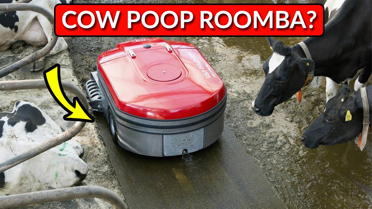 A Cow Poop Roomba Vacuum? YouTube