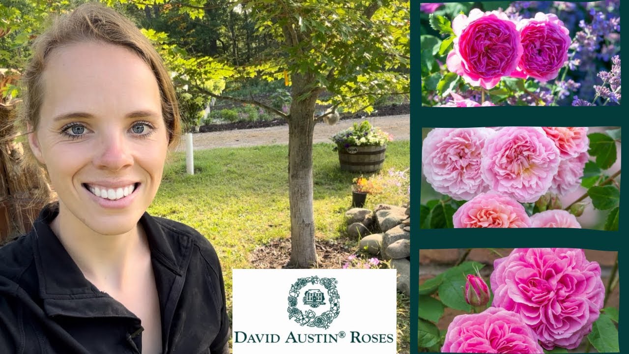 Planting David Austin Roses & Designing A Cottage Garden! Simply