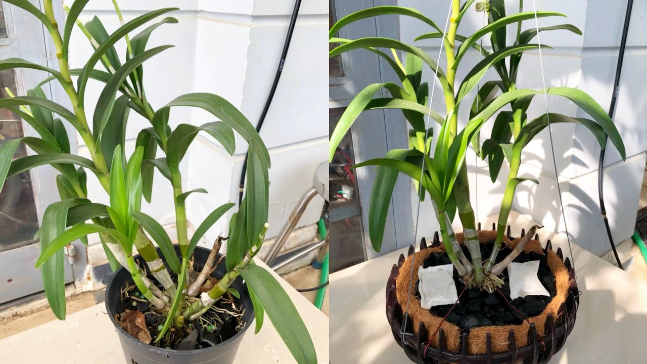 Cách thay chậu lan Denro khi rễ bị thối và cách phục hồi | hoa lan Trần ...