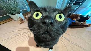 Cat Brain Absolutely Unpredictable