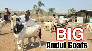 Biggest Andul Goats of MD Goat Farm Now Available For You To Grab