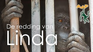 Chimpansee Linda gered van 30 jaar eenzaamheid  Stichting AAP (lang)