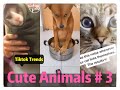 🐼Cute Animals 🐼Tiktok Compilation Part 3 --- Tiktok Trends