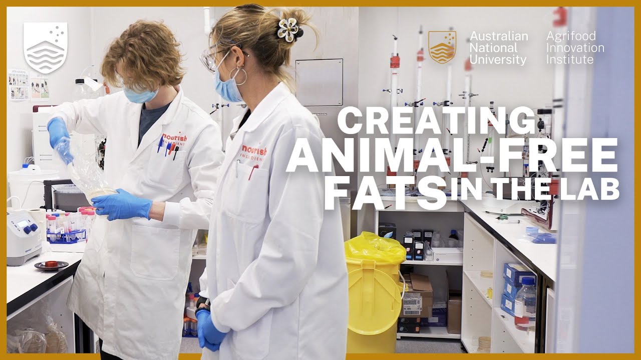 Creating animal-free fats in the lab with Nourish Ingredients