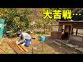 新入りメス鶏を守るための小屋作り…想像以上に大変でした　369話目