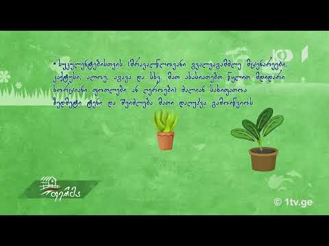 ვიდეო: რჩევები საზამთროს მორწყვისთვის