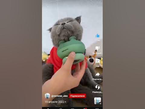 Милий кот - YouTube