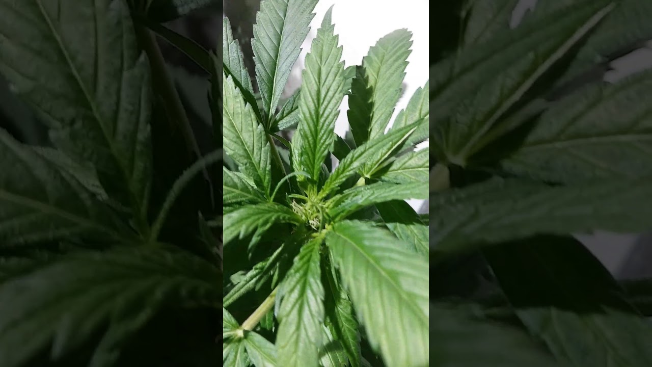 Afghan kush early flower will it stop flowering buds due to more light (summer)