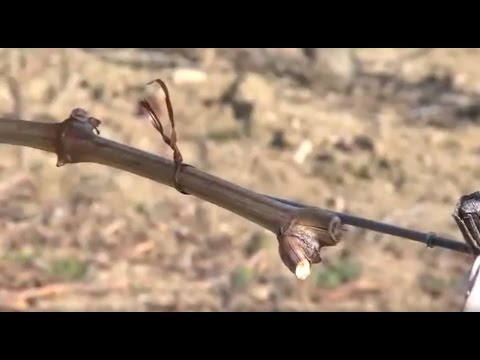 ვაზის საკავებელი - Pellenc Fixion