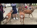 Ciervos sueltos en Nara (Japón)