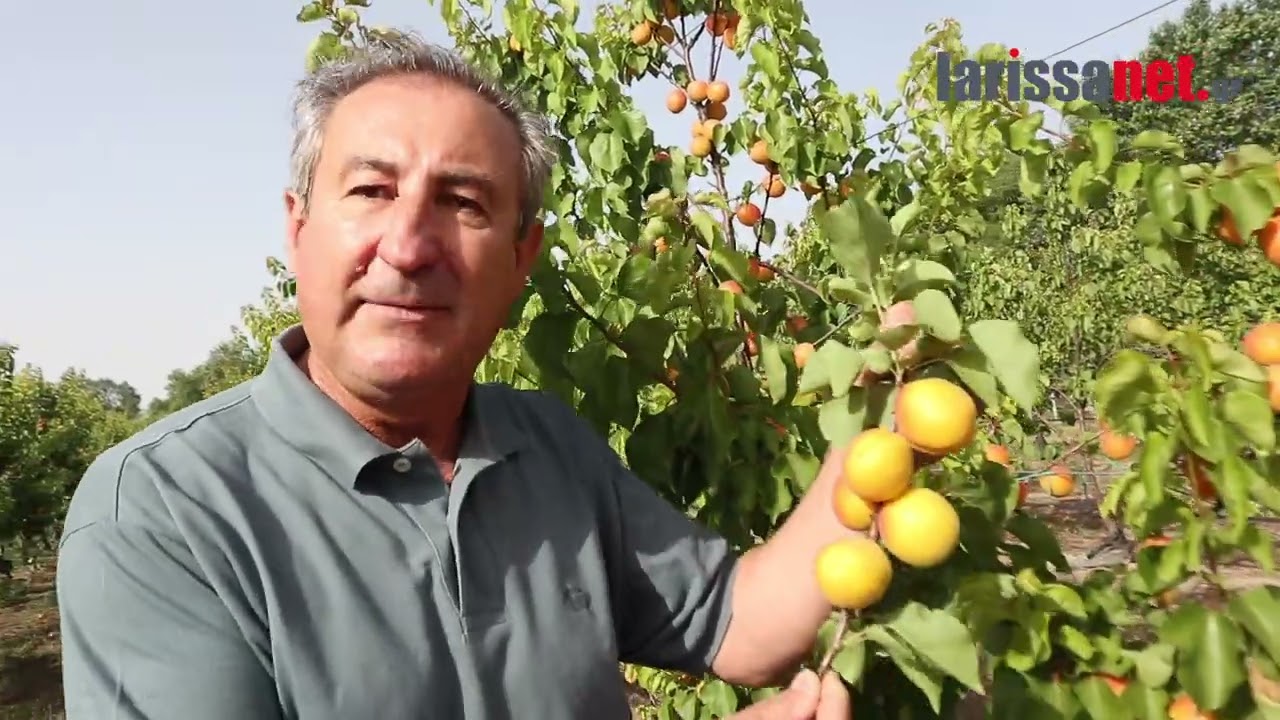 Πυκνή φύτευση βερίκοκου: Ο νέος 