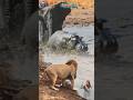 singa melongo melihat gajah ngamuk mengejar kudanil #animals #lion #hippo #elephant #shorts