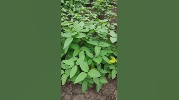 soyabean crop | healthy soybean crop | weed free soybean | #cropcare #shorts #youtubeshorts