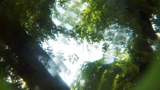 Dissected View Through Trees - Background Loop Horror | Free Download